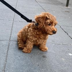 Golden Doodle Puppies for new homes