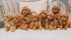 mini golden doodle puppies