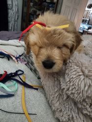 goldendoodle puppies ready for new families