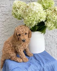 F3 Miniature Goldendoodle Puppy