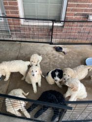 8 weeks old golden doodle puppies ready for new loving homes!