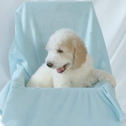 Standard golden doodle puppies available for adoption!