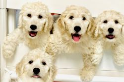 Goldendoodle Puppies on Oahu