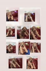 10 Goldendoodle puppies Looking for home August 28,2023