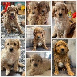 Adorable Goldendoodle puppies.