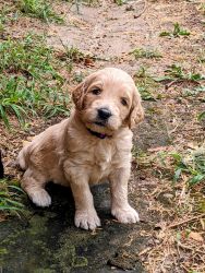 NEW ESN TRAINED TOP QUALITY GOLDENDOODLE PUPPIES FOR SALE