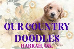 Our Country Doodles Best Goldendoodle Puppies in Harrah, Oklahoma!