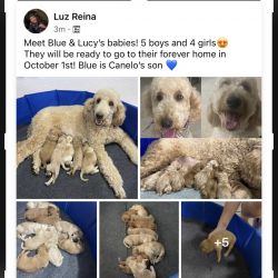 Beautiful Goldendoodles Ready for their forever home on October!!!