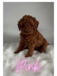 Gorgeous Miniature Goldendoodle Puppy - Girl