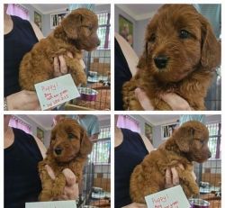 STUNNING MINIATURE GOLDENDOODLE PUPPIES READY
