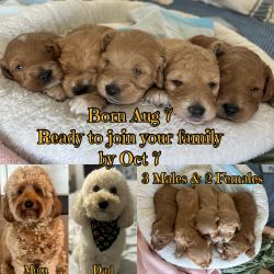 Mini Goldendoodles, ready for their furever home!