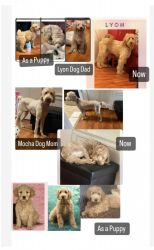 Goldendoodle puppies looking for Homes they are 8 weeks