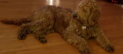 Goldendoodle Stud Wanted-Cleveland ARea