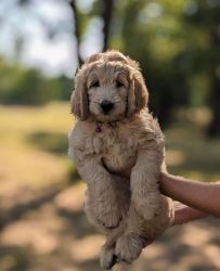 QUALITY ESN TRAINED FEMALE 8 WEEK GOLDENDOODLE PUPPY