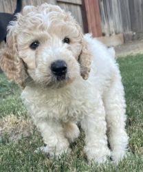 Goldendoodle Puppies ~DNA tested and cleared parents