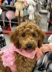 This is Maggie, a beautiful 5 month mini Goldendoodle