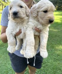 Golden Doodle puppies