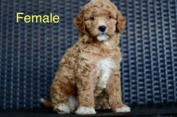 Goldendoodle Pups $650+