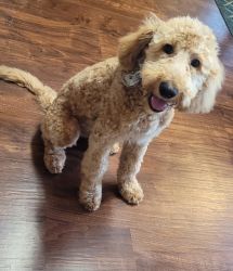 Beautiful Goldendoodle Puppy