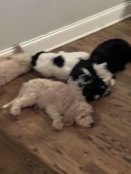 Beautiful F1B Puppies!! Most hypoallergenic/shed-free!