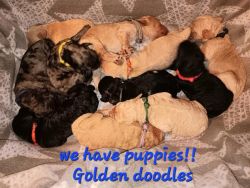 Golden Doodle Puppies F1B Born 9/13/23