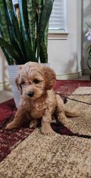 Goldendoodle males minis