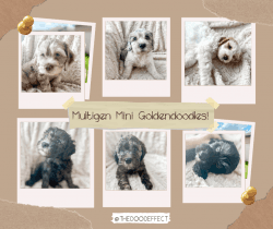 Mini Goldendoodles Looking for a Furever Family