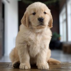 Healthy Golden Retriever puppy