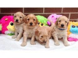 Quality Goldendoodle Puppies