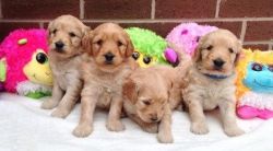 Quality Goldendoodle Puppies