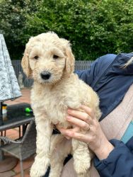 Adorable Goldendoodle Puppies Available.