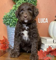 Chocolate goldendoodle for sale