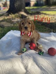 Goldendoodle puppies ready!