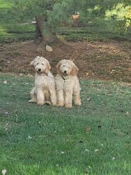 Sibling Goldendoodles