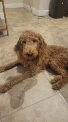 Goldendoodle 1 year old