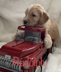 F1b Goldendoodle puppies Available xx-xx-xxxx