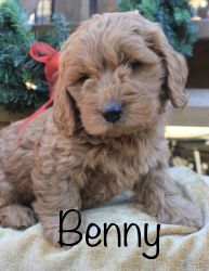 F1b Golden Doodle puppy *Benny*