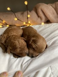 Adorable Mini Red F1B Goldendoodle puppies
