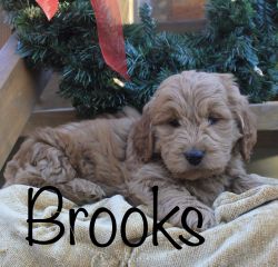 Golden doodle puppy *Brooks*