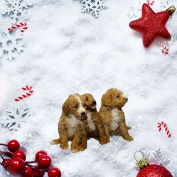 F1B Mini Goldendoodles males and females