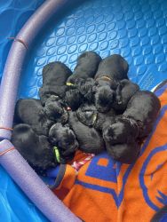 Beautiful Black Goldendoodle Lab mix puppies