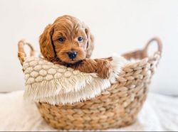Mini golden doodle puppy for sale