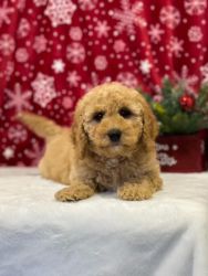Mini Golden doodle looking for a loving home