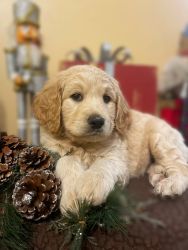 Goldendoodle Puppy For Sale (goes home 1/10/24