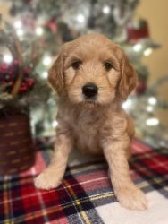 Goldendoodle Puppy for sale! Goes home 1/10/24