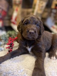 Goldendoodle Puppy For Sale (goes home 1/24/24