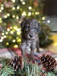 Goldenddoodle Puppy For Sale! (goes home 1/24/24