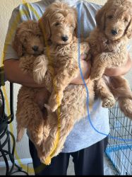 Golden doodle puppies 9weeks