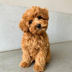 Goldendoodle Puppies Ready TOday