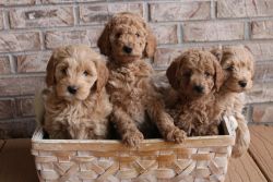 Miniature Goldendoodle F1B Puppies